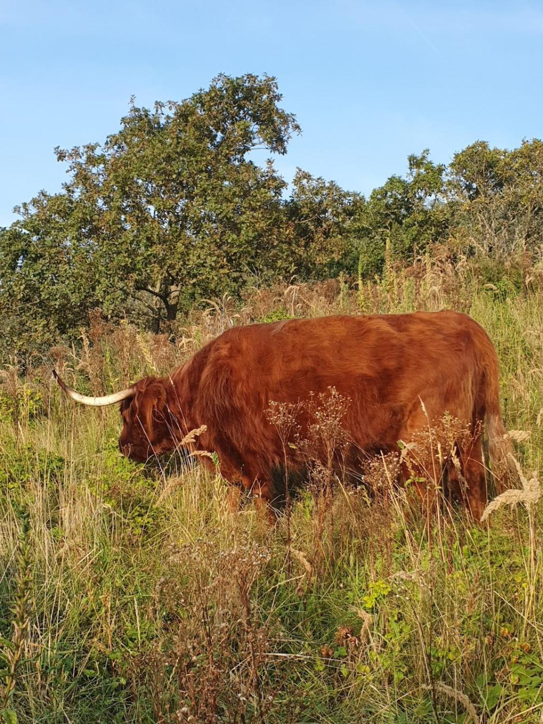 Gasthuis Cozy Garden House Kijkduin 3*